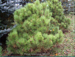 Pinus resinosa 'Morel'