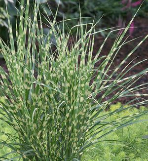 Miscanthus 'Gold Bar'