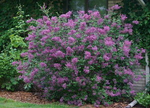 Syringa x 'Bloomerang® Dark Purple' - Tree Form