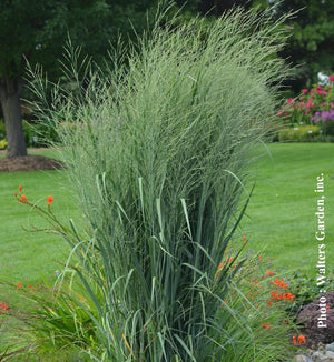 Panicum Prairie Winds® 'Totem Pole'