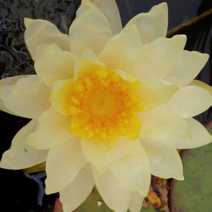 Water Lily 'Chromatella'
