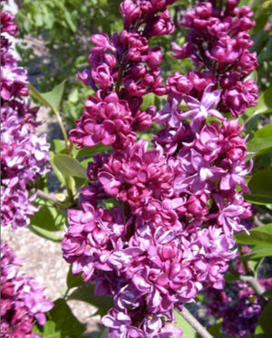 Lilac Charles Joly