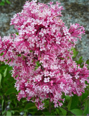 Lilac Tinkerbelle