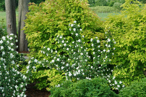 Philadelphus coronarius 'Illuminati Arch®'