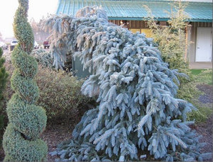 Picea pungens 'The Blues'