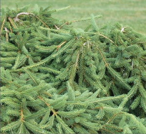 Picea abies 'Frohburg'
