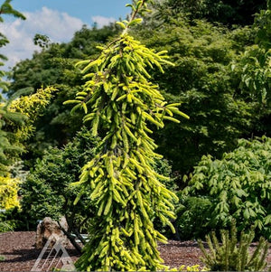Picea abies 'Gold Drift'