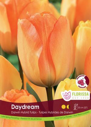 Tulip 'Daydream'