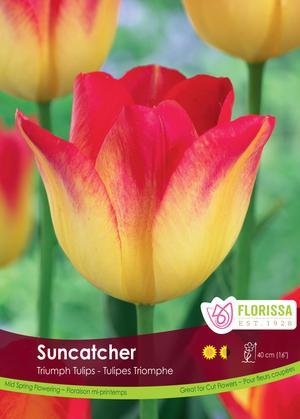 Tulip 'Suncatcher'