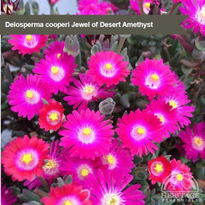 Delosperma 'Jewel of the Desert Amethyst'