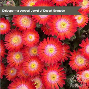 Delosperma 'Jewel of the Desert Grenade'