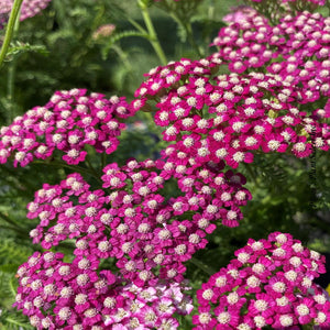 Achillea 'New Vintage Violet'