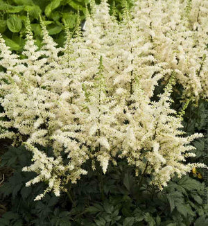 Astilbe 'Visions in White'