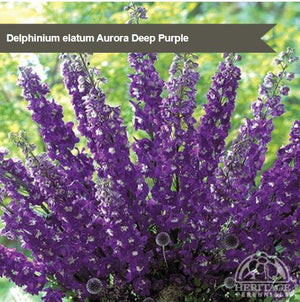 Delphinium 'Aurora Deep Purple'