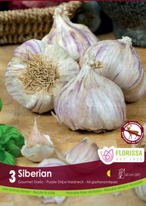 Garlic "Siberian"