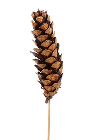Strobus Cone - Natural