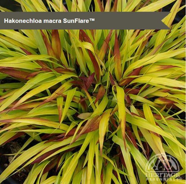 Hakonechloa macra 'Sunflare™'