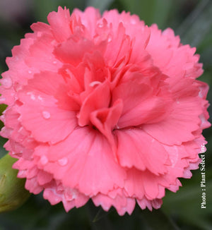 Dianthus Fruit Punch® 'Classic Coral'