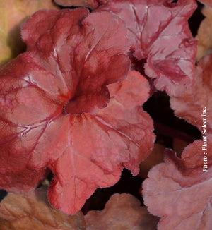 Heuchera 'Fire Alarm'