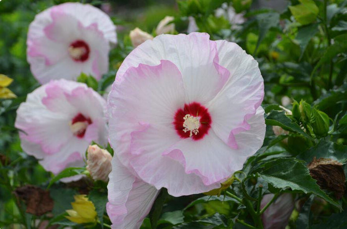 Hibiscus Summerific® 'Ballet Slippers'