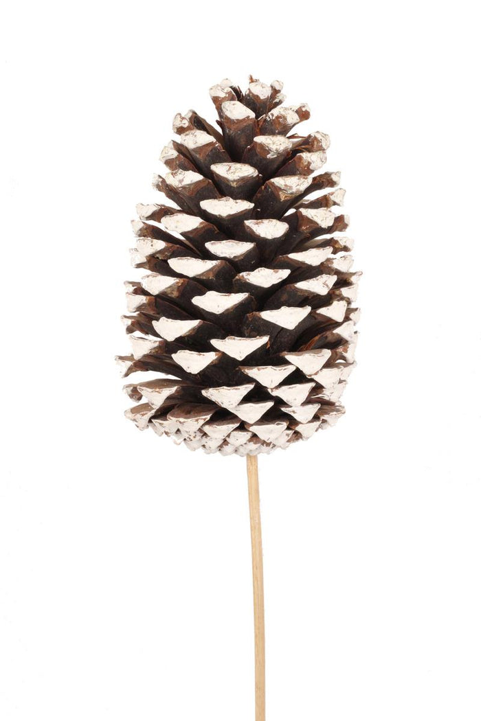 Pinecone - Jumbo White Tip