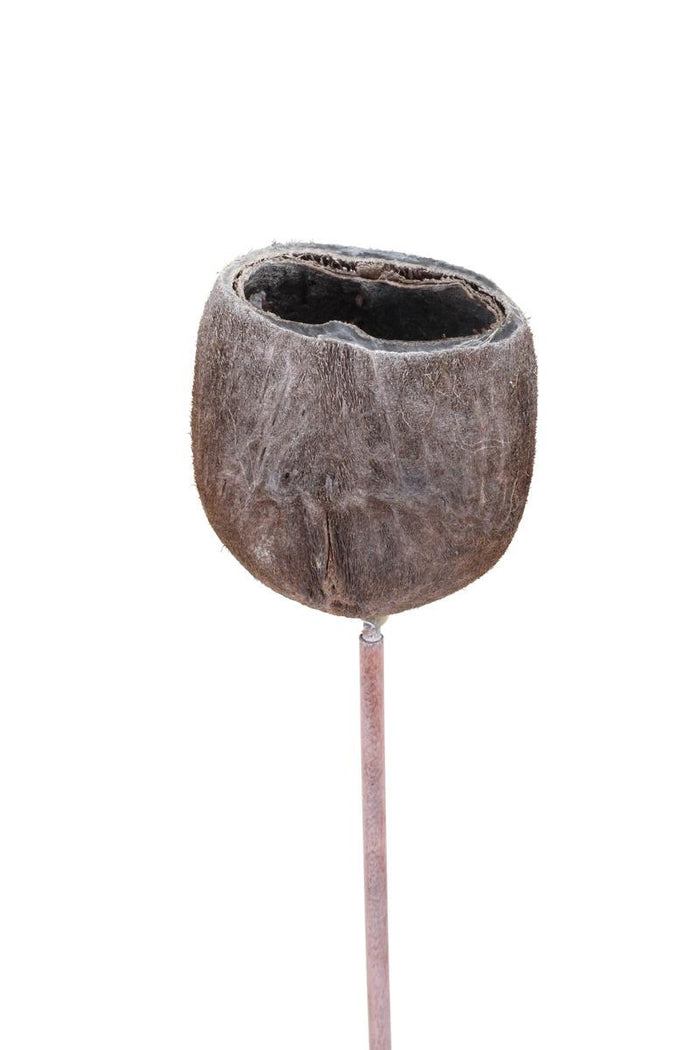 Palm Nut - White Wash