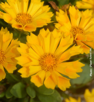 Coreopsis 'Jethro Tull'