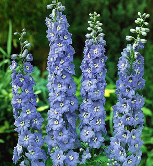 Delphinium 'Sky Blue' (Magic Fountains)