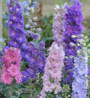 Delphinium 'Dwarf Stars'