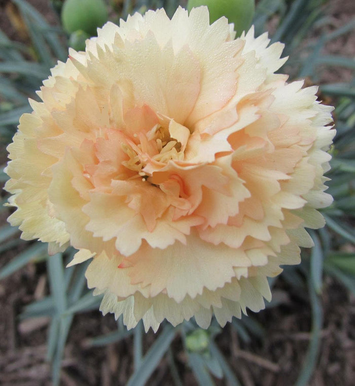 Dianthus Odessa® 'Bling Bling'