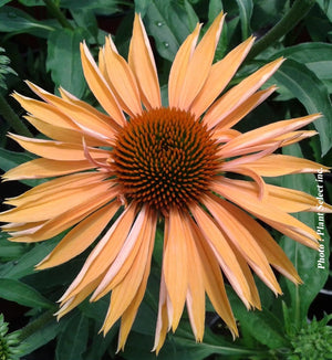 Echinacea 'Big Kahuna'