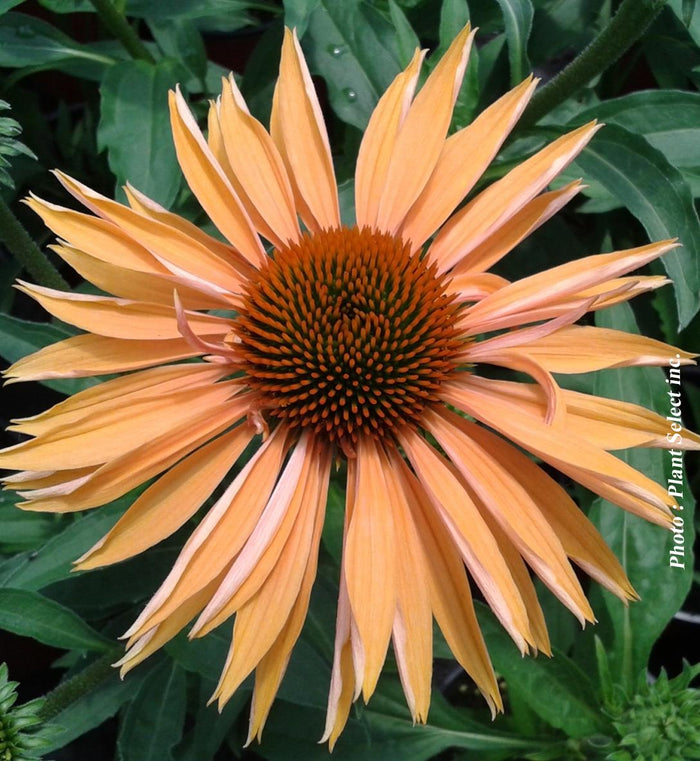 Echinacea 'Big Kahuna'