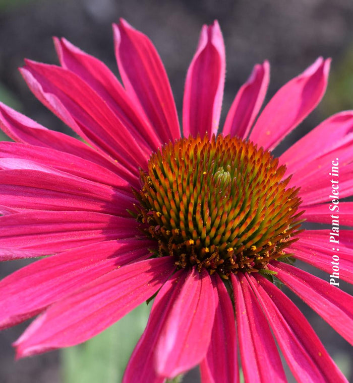 Echinacea Kismet® 'Raspberry'