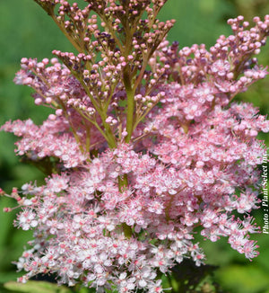 Filipendula 'Venusta Magnifica'