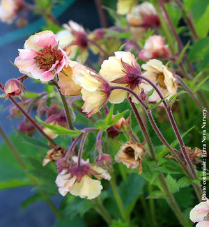 Geum Tempo™ 'Yellow'