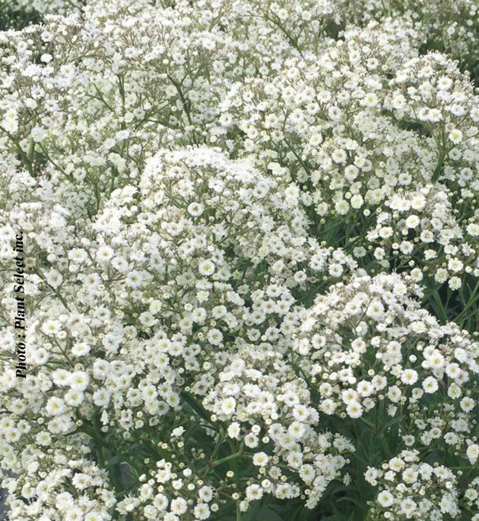 Gypsophila 'Summer Sparkles'