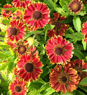 Helenium Mariachi™ 'Bandera'