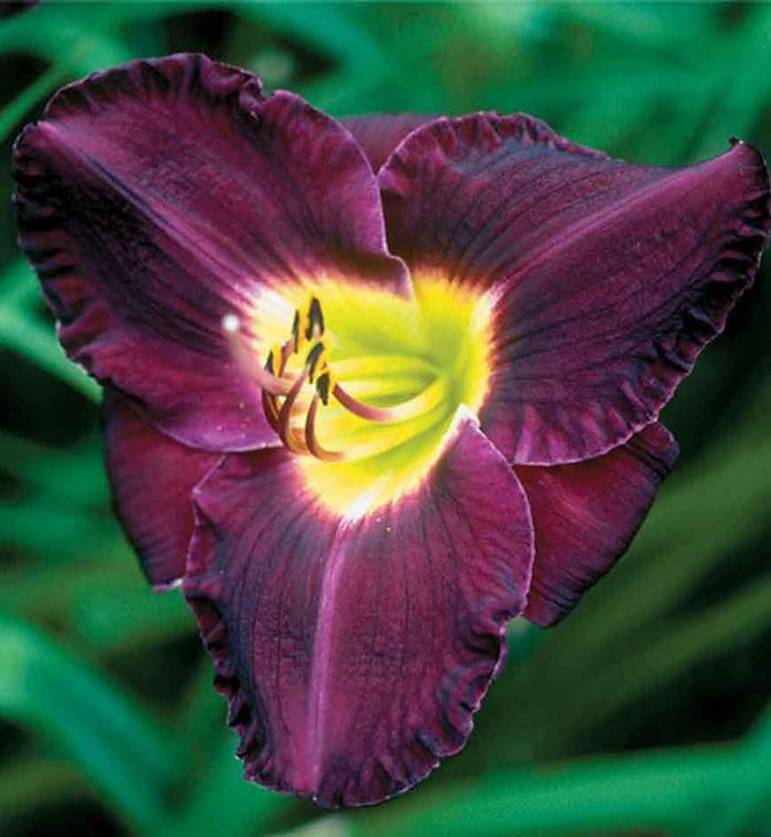 Hemerocallis 'Bela Lugosi'