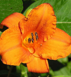 Hemerocallis 'Mauna Loa'