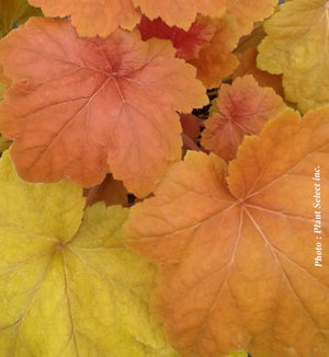 Heuchera 'Southern Comfort'