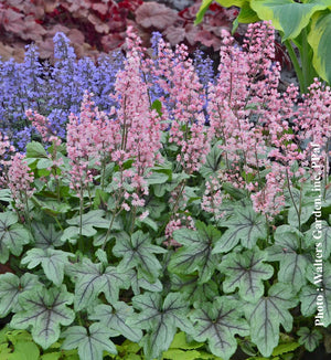 Heucherella 'Pink Fizz'