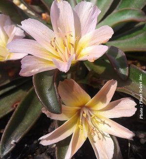 Lewisia 'Little Peach'