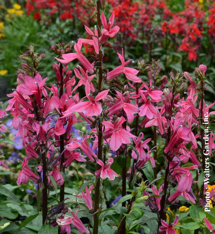 Lobelia Starship™ 'Rose'