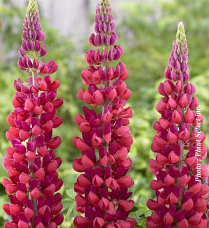 Lupinus Westcountry™ 'Red Rum'