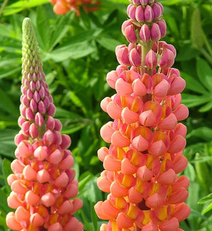 Lupinus Westcountry™ 'Terracotta'