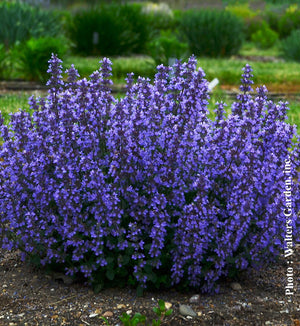 Nepeta 'Cat's Pajamas'