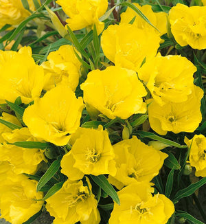 Oenothera missouriensis