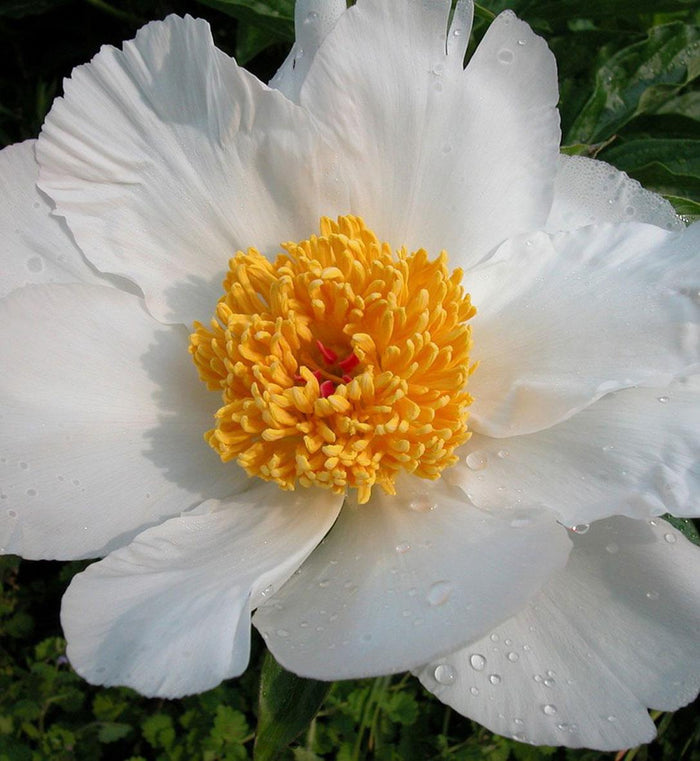 Paeonia lactiflora 'White Wings'