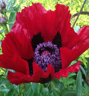 Papaver 'Beauty of Livermere'