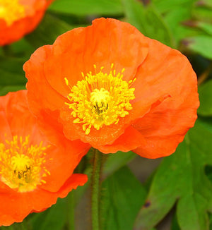 Papaver Spring Fever® Orange